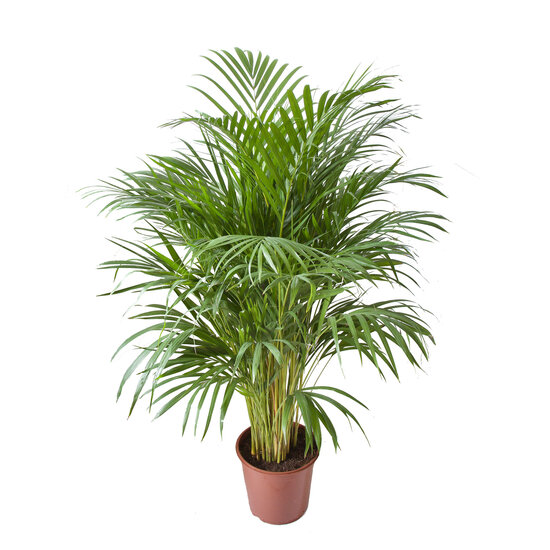 Goudpalm