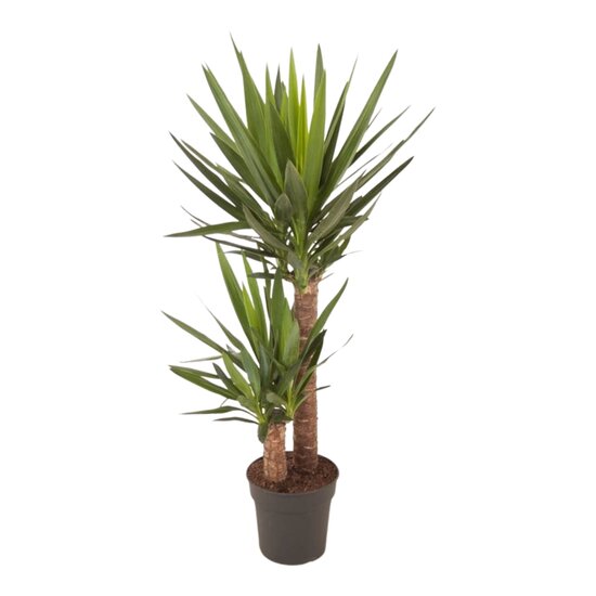 Yucca 100cm