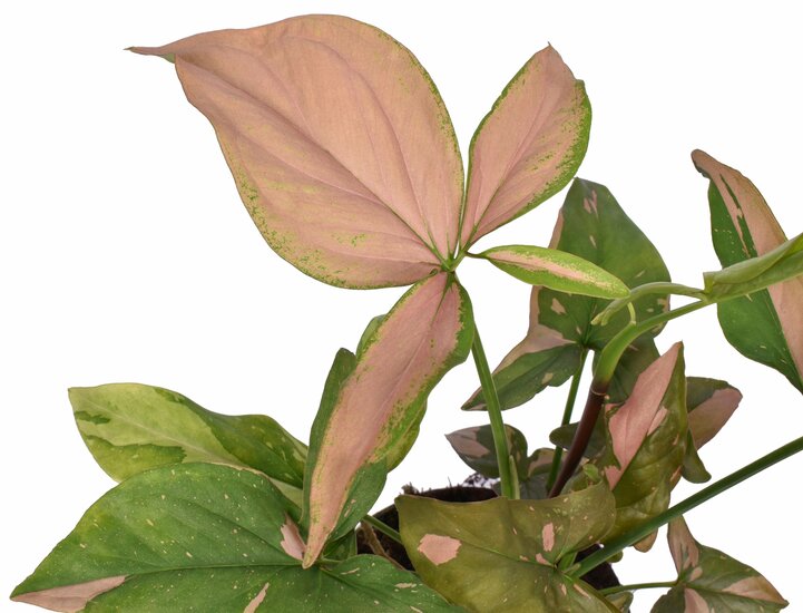 Syngonium podophyllum &#039;Red Spot&#039;