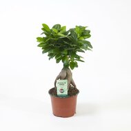 Ficus microcarpa Ginseng 